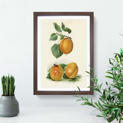Vintage Illustration of Apricots - Picture Frame Painting Print