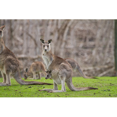 Kangaroo And Joey by CraigRJD - No Frame Print on Canvas