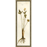 Pressed Botanical 26 Print