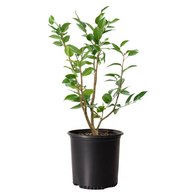 1 gal. High Fragrance Camellia Japonica