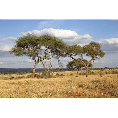 Ridgeland African Savannah by Alblec - Wrapped Canvas Print