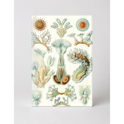 Bryozoa (1904) - Portrait, art mural sur toile