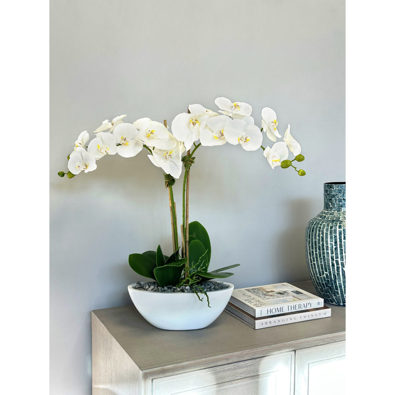 White Orchids In A Ceramic Pot With Rocks And Moss