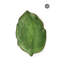 Excelsa Foliage Ceramic Platter