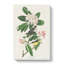 Canada Warbler Birds by John Audubon - Wrapped Canvas-55370828