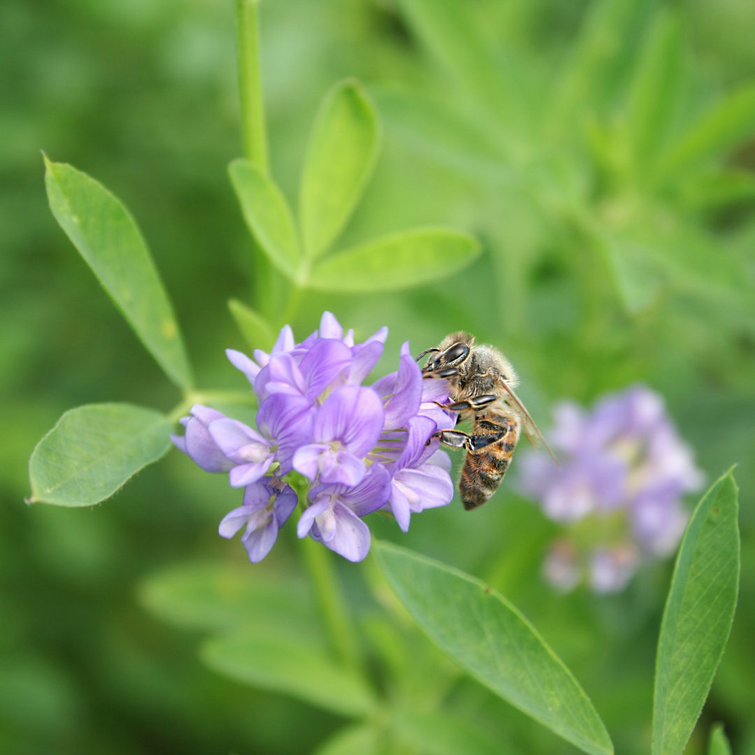 Honigbiene auf Alfalfa-Blume von SaraTM - Leinwanddrucke