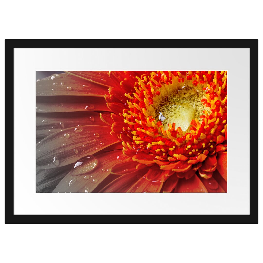 Gerahmtes Poster Gerbera mit Wassertropfen