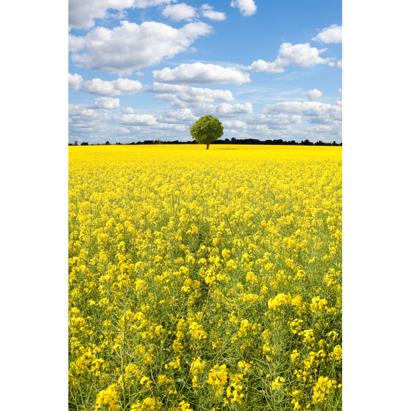 Oilseed Rape Canola Field by Deepblue4you - No Frame Art Prints on Canvas, 76cm H x 51cm W