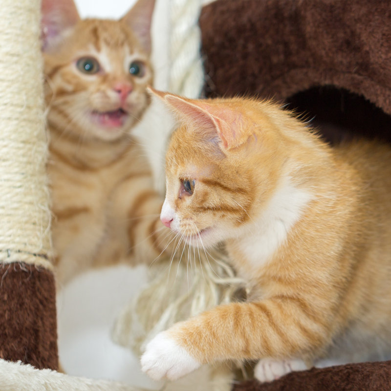 44"  4 Tier Cat Tree