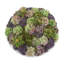 Assorted Sedum and Succulent Arrangement in Round Planter