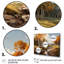 «Birch Woods Sunlit Grove II», reproduction sur toile-74946556-74946436