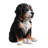 Bernese Mountain Puppy Sitting (Hi-Line Exclusive)