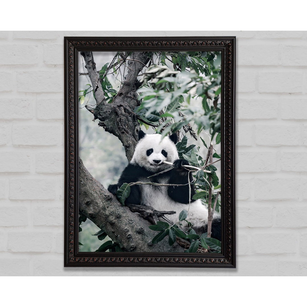 Panda Tree Lover - Einzelner Bilderrahmen Kunstdrucke