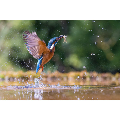 Fishing Kingfisher by Jrleyland - Wrapped Canvas Print