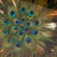 Abstract Feather Print