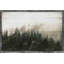" Distant View Of Pine Forest "-1214512503