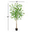 96 plantes