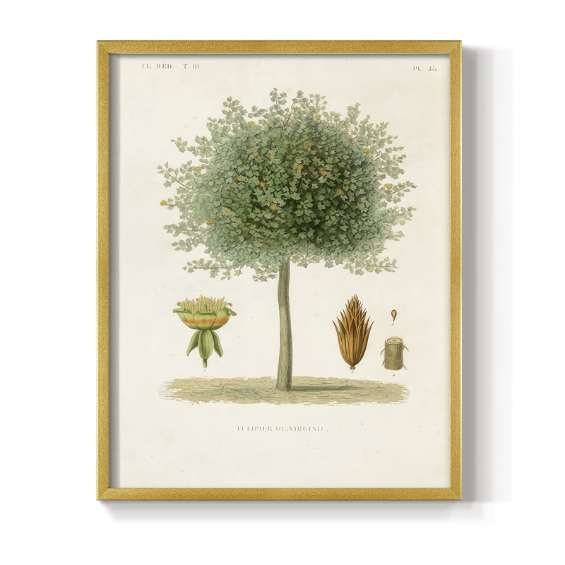 Arbre antique avec fruit X, reproduction encadrée - bois massif, H 30 po x l 24 po, Doré