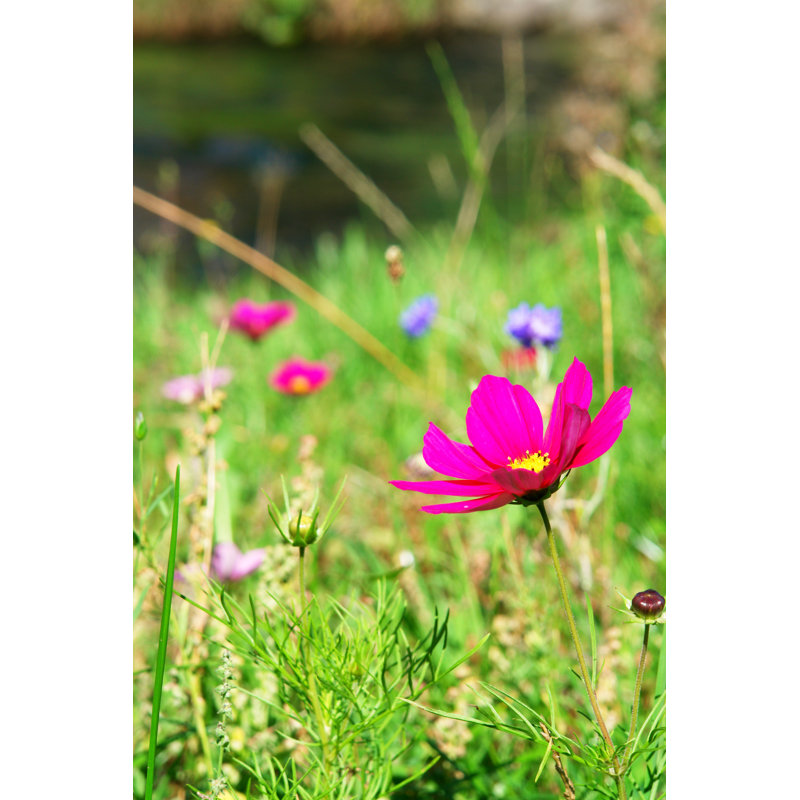Fleurs sauvages - Photographie sur toile tendue, H 18 po x l 12 po