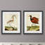 Heron portrait III-ensemble de 2 reproductions d’art sur papier encadrée
