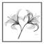 «Lilly Twins - Square Version Print» par Albert Koetsier-100430180-100430176