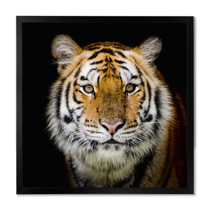 Portrait d'un tigre adulte - reproduction d'art sur toile traditionnelle, H 16 po x l 16 po x P 1 po, Cadre photo noir