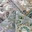Sage Alchemy Transitional Wool Silk Blend Rug - 7'8"" x 9'2""