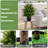 22'' Faux Cedar Topiary in Pot
