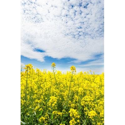 Oilseed Rape Blooming by Jurgute - Wrapped Canvas Print