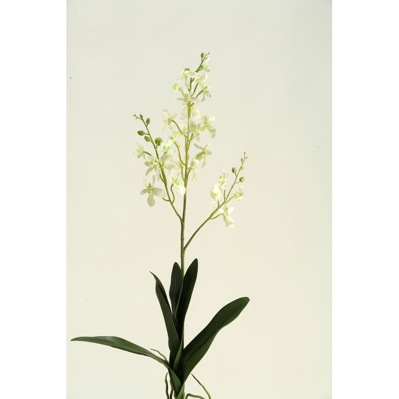 Tige d'orchidée Dendrobium