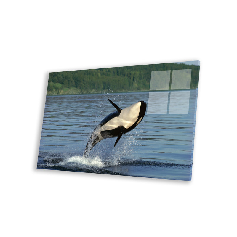 «Orca Breaching, Inside Passage, Alaska» par Gerry Ellis