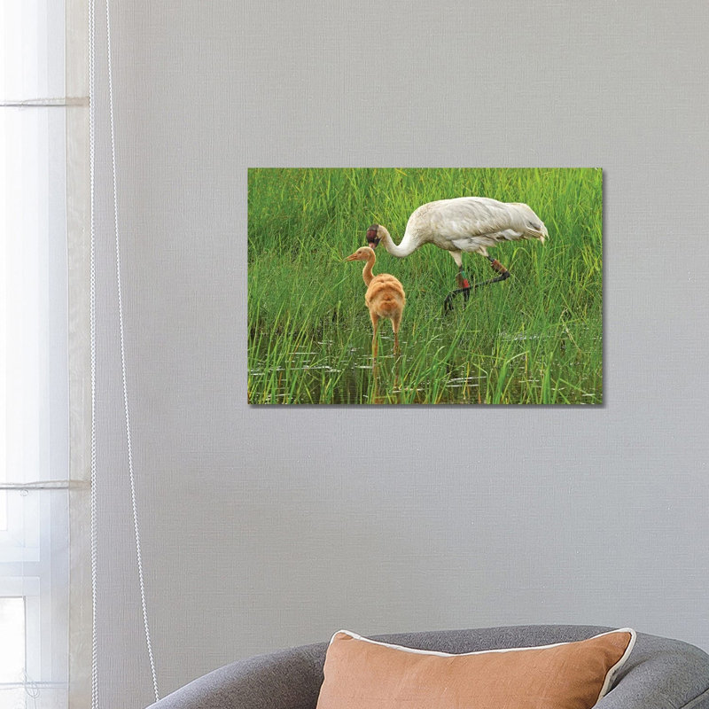 Endangered Whooping Crane And Colt - Wrapped Canvas Print, 66.04 cm H x 45.72 cm W x 3.175 cm D
