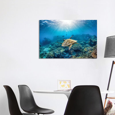 Reef Glider par Jordan Robins - reproduction d'art
