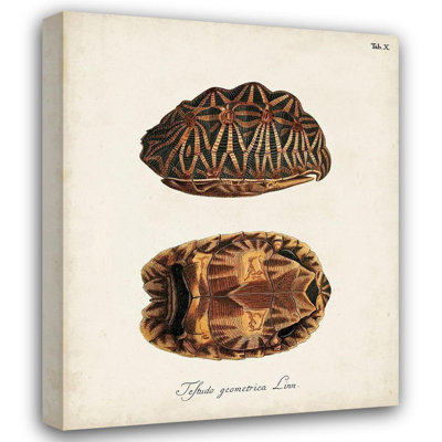 «Red Barrel Studio® Inconnu», art sur toile tendue, tortues antiques et coquillages I
