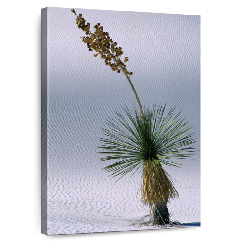 Harnek Yucca Succulent, 45" H x 30" W