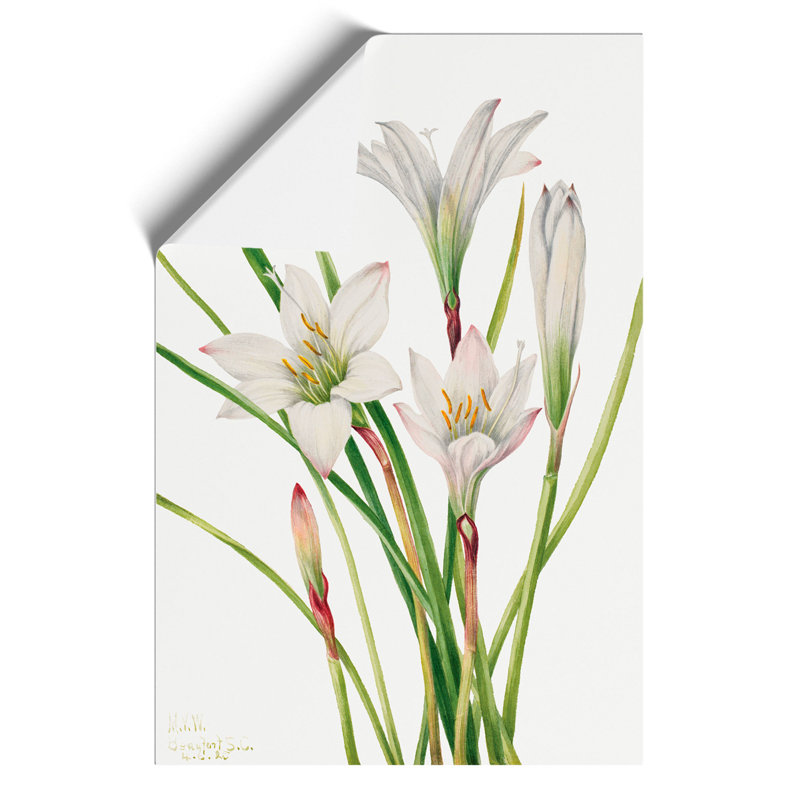 Atamasco Lily by Mary Vaux Walcott - Frameless Print, 59cm H x 42cm W x 0.1cm D