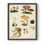 «Mushroom Species IV», reproduction encadrée - bois massif-887564841-887564845