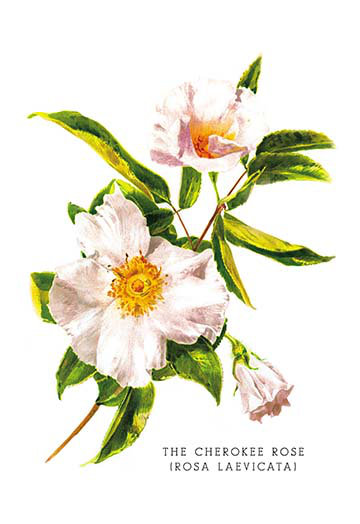 « the cherokee rose (rosa laevicata) », reproduction d’art, H 66 po x l 44 po x P 1,5 po