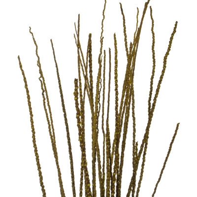 36'' Plant
