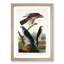 Goshawks & Stanley Hawk by John James Audubon - Picture Frame Painting Print-55735205-55735207