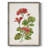 Scarlet Botanical II Framed Print - Solid Wood-819968739