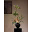 Arrangement floral de vase en céramique Zen Wabi Sabi