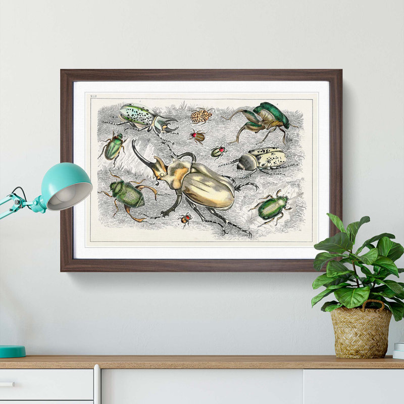 Assortment Of Beetles XLII by Oliver Goldsmith - Single Picture Frame Painting, 33cm H x 45cm W x 2cm D, Walnut