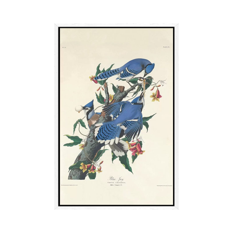 Blue Jay, 1831 by John Audubon - Print on Canvas, White Framed, 66.04 cm H x 45.72 cm W