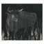 Black Bull Print by Van Hoang