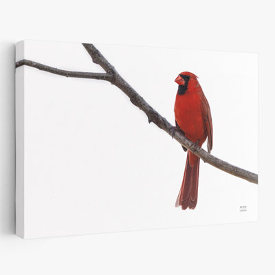 Cardinal contemporain sur le Mississippi