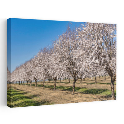 Amandiers en fleurs, province de Cordoue, Andalousie, sud de l'Espagne. Prunus Dulcis. Abstrait, paysage contemporain, art mural