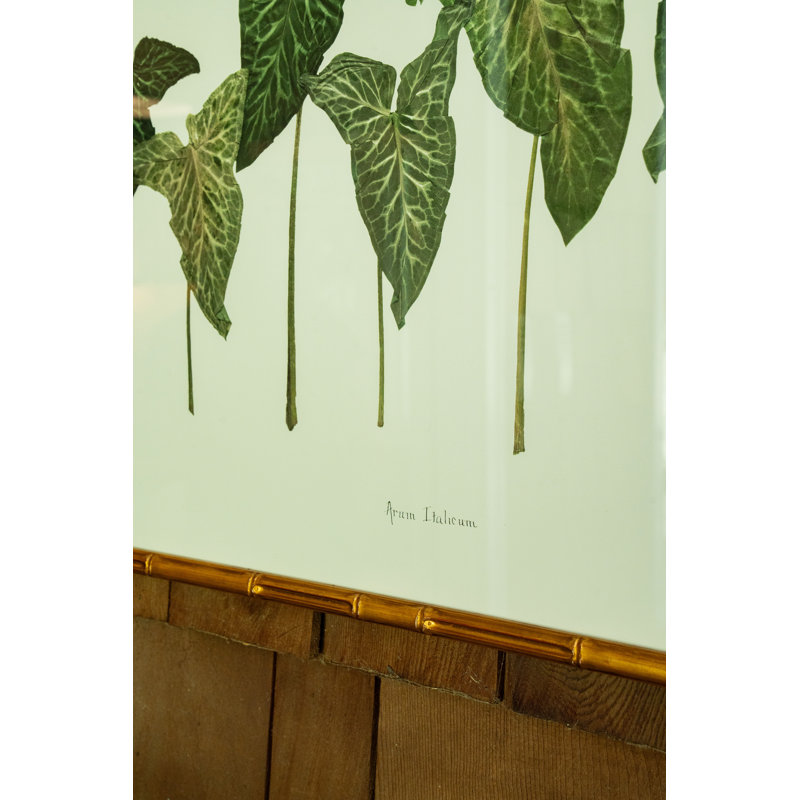 Arum Italicum Garden Print by Sandy Whitaker, 21.25" H x 25.25" W