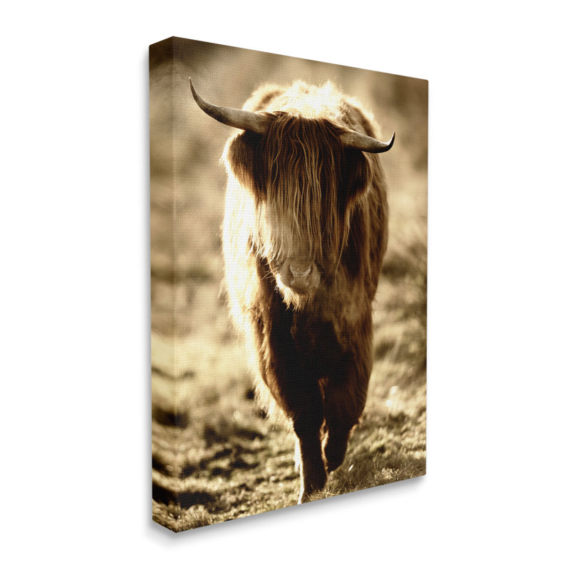 Sunlit Highland, Longhorn, bovin, campagne, campagne, Toile tendue, H 20 po x l 16 po x P 1,5 po