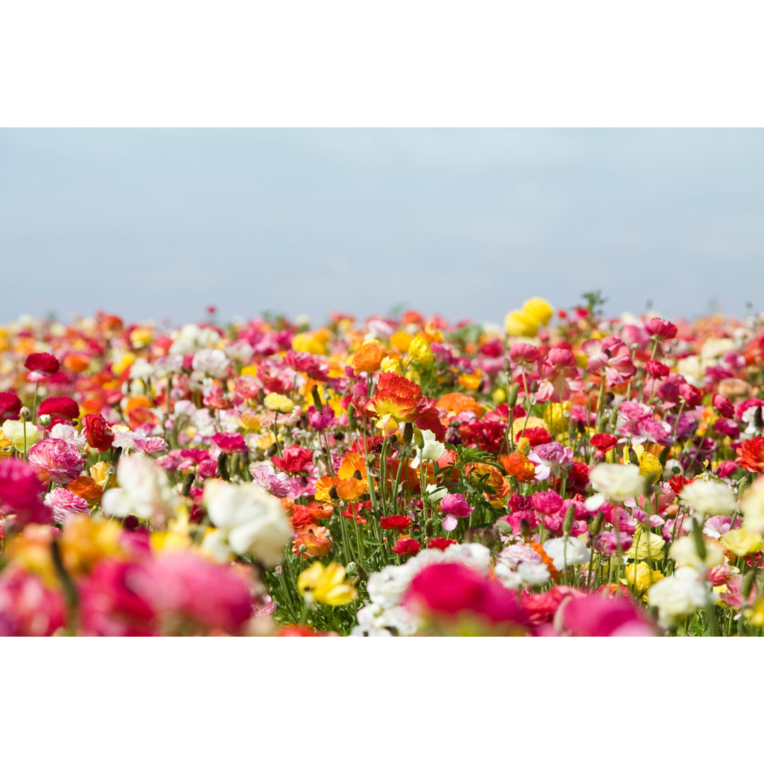 Frühlingsblumen von Meltonmedia - Kunstdrucke auf Leinwand